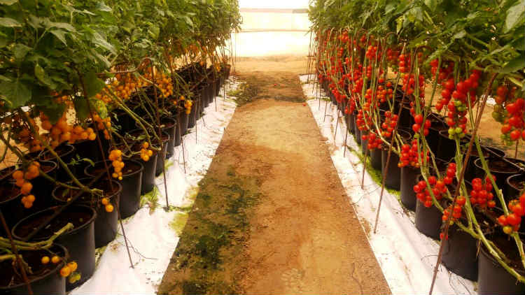 שביל הסלט - אטרקציות לילדים בנגב, אטרקציות לילדים בדרום, פעילויות לילדים בנגב, פעילות לילדים בנגב