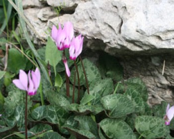 102329-flowers-israel.jpg טיולי משפחות עם קרן קיימת לישראל