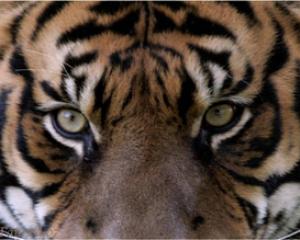 104355-tigris.jpg פורים בגן החיות התנ"כי