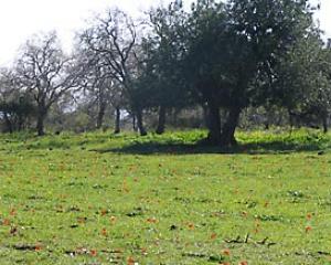 106896-amit.jpg צעדת יקנעם