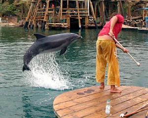 109218-dolfinreefeilat4.jpg פורים באילת