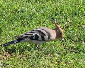 111927-duchifat.jpg הדוכיפת - הציפור הלאומית