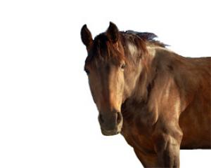 112446-horse-show.jpg רודיאו הסוסים בתל מונד