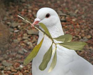 118938-pigeon.jpg עצמאות באמת התנינים