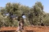 125465-olivetree.jpg