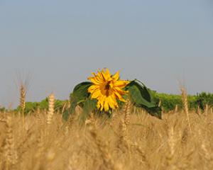 127093-shavuot07.jpg שבועות במוזיאון עין דור