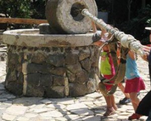 152543-IMG_2642.jpg סדנאות מסיק זיתים ברמת הגולן