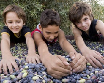 מסיק זיתים בפסטיבל ימי ענף הזית