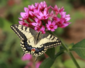 153488-olam-haparparim.jpg פסטיבל הפרפרים