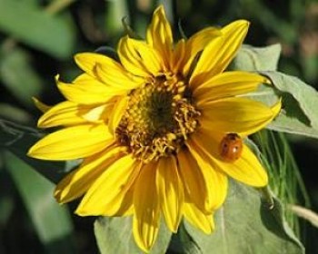 167857-11575-kinderland.jpg פעילויות חנוכה בקניון הזהב