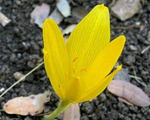 17067-helmonit.jpg טיולי פריחה בגולן ובגליל