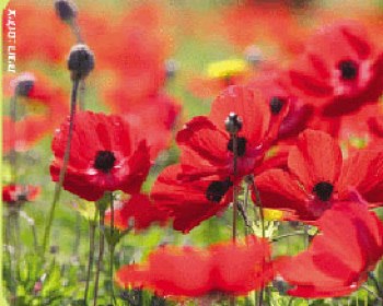 178145-daromadom.jpg דרום אדום 2009