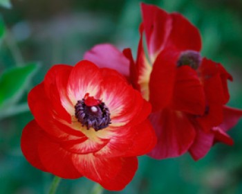 180921-_MG_1030.jpg היפה והנסיך המכושף