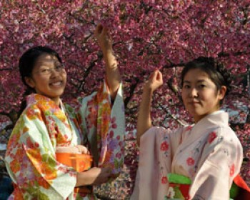 181-sakura-festival-2010.jpg פסטיבל הסאקורה