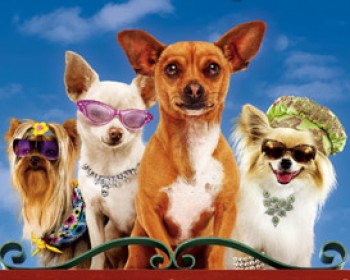 189485-beverly-hills-chihuahua-2.jpg הצ'יוואווה מבברלי הילס