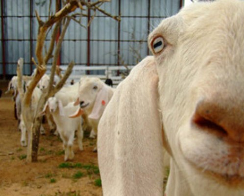 192237-goat-close-up.jpg