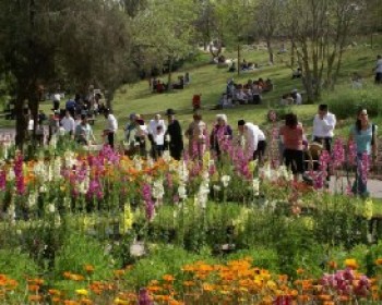 1963-Jerusalem-Botanical-Garden.JPG
