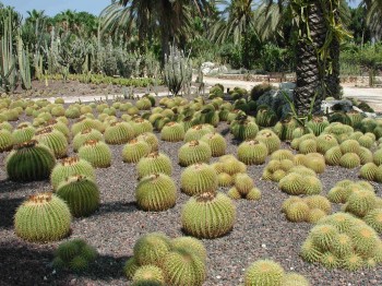 200707-DSCN3202.JPG פסח ירוק בגני יהושע