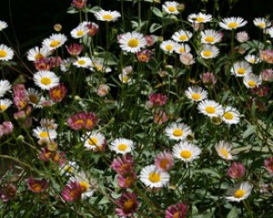 20360-IMG_1058.jpg דורותי והקוסם