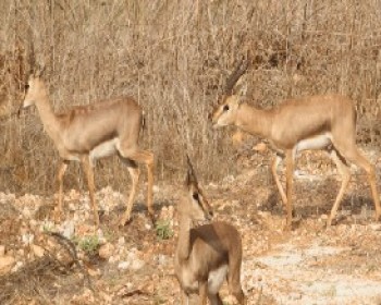 2105-Deer-park-Jerusalem.JPG פעילויות לילדים בטבע - סדרת אביב בפארק ירושלים