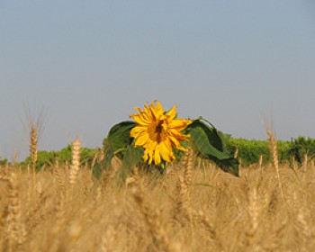 חגיגת שבועות בקיבוץ צובה