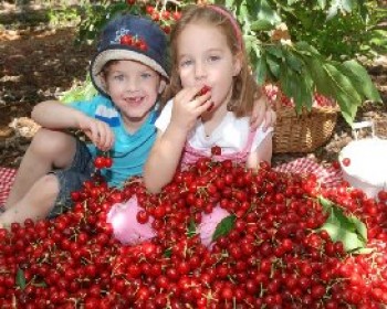 2279-Picking-cherries.JPG פסטיבל הדובדבנים 2012