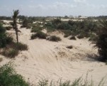 2312-Sands-Nitzanim.jpg