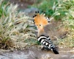 2662-Hoopoe.JPG