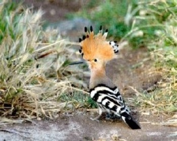2662-Hoopoe.JPG טיולי משפחות עם החברה להגנת הטבע