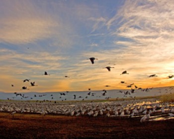 2760-agurim_tomer-kromencar.jpg פסטיבל חורף של ציפורים 2012