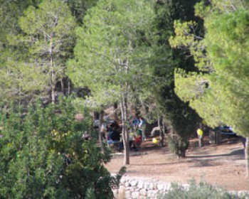 2899-forest.jpg טו בשבט בחוה במודיעין