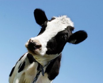 295830-cow.jpg שבועות במחלבות