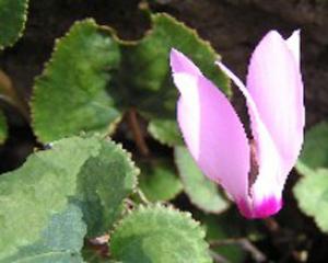 30623-wendy.jpg מצא את המטמון במשתלה