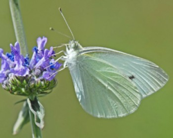 312551-lavnin.jpg קיץ בגן הבוטני בירושלים