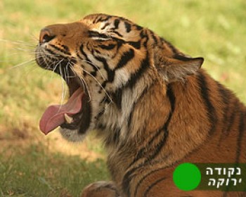 313654-tanachi-zoo.jpg קיץ בגן החיות התנ"כי