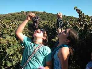 32590-carmelim1.jpg חגיגות הבציר בכרמלים