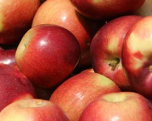 32692-applefestival.jpg חג האסיף בכרמי יוסף