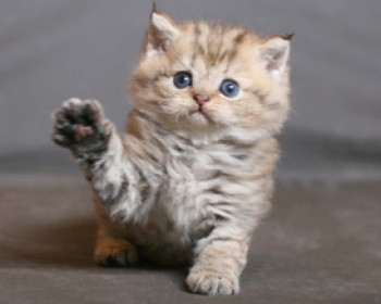 336929-israel-catshow-2009-09.jpg תערוכת חתולים בינלאומית בראשון לציון