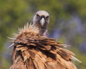 337572-eagel2009.jpg יום הנשר הבינלאומי