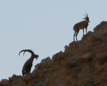טיולי וסיורי סוכות באתרי רשות הטבע והגנים