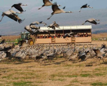 341316-agamon-haula.jpg סוכות בגליל העליון