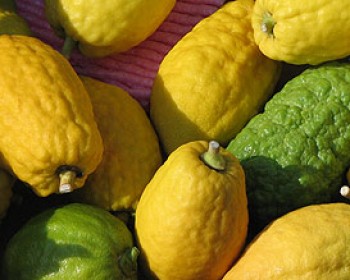 341865-sukot-arbaat-haminim.jpg יריד ארבעת המינים בככר רבין