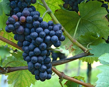343291-grapes.jpg אמנים מארחים על דרך היין