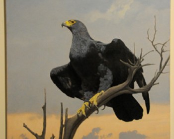 350162-eagle-ferguson.jpg פעילויות להורים וילדים במוזיאון לאדם והחי ברמת גן