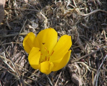 352469-helmonut.jpg טיולים בטבע לשבת