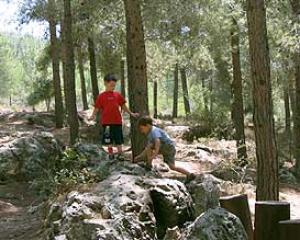 35354-forest-2.jpg היער הקסום - אגדות וסיפורים ביער המלאכים