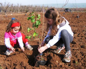 אירועי ט"ו בשבט בצפון