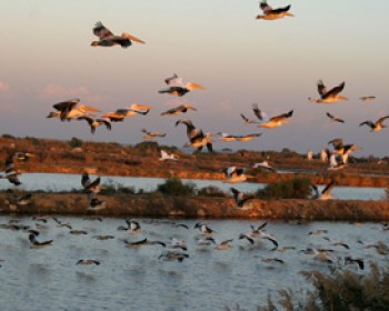 356841-birds-of-israel.jpg טיולי פסח עם החברה להגנת הטבע