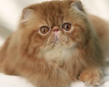 תערוכת חתולים עולמית בפתח תקוה