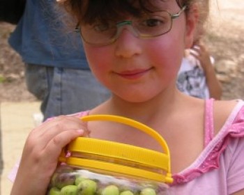 357693-kkl.jpg אירועי קק"ל בסוכות